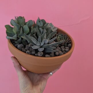 Succulent Bowl