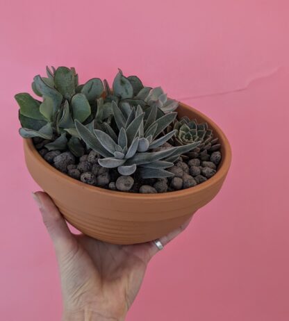 Succulent Bowl